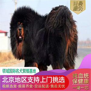 北京犬舍纯种藏獒幼犬大型犬猛犬看家护卫犬猎犬双血统铁包金红色