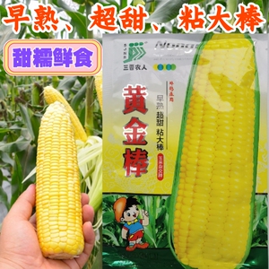 黄金棒黄糯玉米种子 早熟超甜大棒香甜粘糯黄糯包谷玉米种子种籽