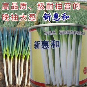 新惠和钢葱种子日本进口耐寒耐热耐抽苔高产大葱种子东北山东葱籽