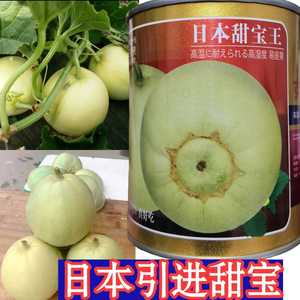 日本甜宝甜瓜种子 进口引进甜宝香瓜种子耐湿热耐储运香甜甜瓜籽