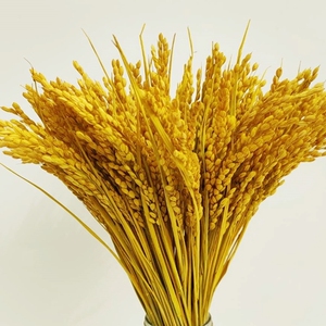 稻穗干花天然真水稻风干花束拍摄道具田园装饰摆件五谷丰登稻谷花