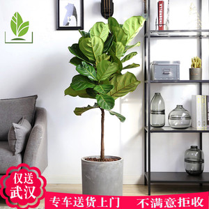 新品武汉大叶琴叶榕棒棒糖老桩客厅四季常青北欧植物盆栽