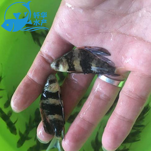 一帆风顺鱼苗 清道夫鱼 活体冷水 垃圾鱼 胭脂鱼 清洁鱼缸 观赏鱼