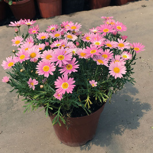 玛格丽特盆栽 姬小菊 菊花 乒乓菊千头菊纽扣菊阳台窗台庭院花卉