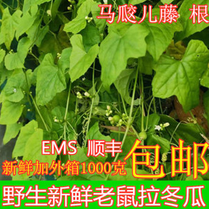 四川野生新鲜现采老鼠拉冬瓜藤马交儿藤鼠土白蔹叶中药材干货
