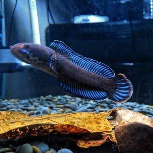 阿萨姆奶茶雷龙鱼苗