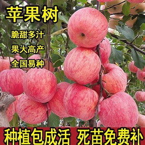 苹果树果苗南方北方种植苹果树苗嫁接红富士冰糖心盆栽地载小树苗