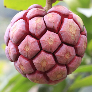 黑老虎水果恶魔果实