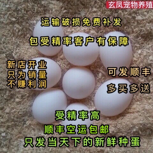 玄凤鹦鹉受精蛋种蛋鹦鹉鸟蛋种蛋可人工孵化种蛋黄化玄凤受精蛋