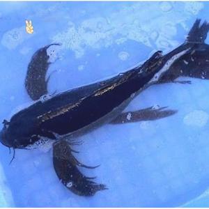 黑金龙凤锦鲤乌金