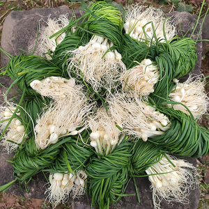 湘西新鲜现挖野葱苦蒜带叶带须野农家胡葱沙葱野菜非藠头野菜包邮