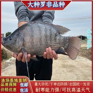 脆肉罗非鱼苗大品种特大罗非鱼苗单性非洲鲫鱼淡水养殖饲料鱼包活