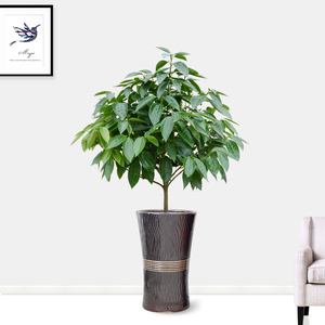 肉桂/兰屿肉桂/平安树 礼品花卉/观叶绿植常绿室内盆栽武汉植物