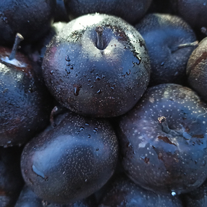 正宗东北冻梨东北大黑梨子特产花盖梨大果吉林延边当季水果整箱