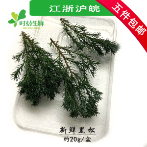 新鲜黑松 松针 黑松枝约20g日料酒店西餐摆盘装饰鲜花烘焙点缀