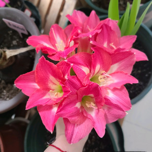 预售11月发货 荷兰进口朱顶红【倾城美女】单瓣