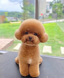 纯种泰迪幼犬宠物狗狗活物小狗飞耳灰泰迪比熊博美贵宾茶杯犬小型