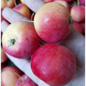 5斤新鲜内蒙沙果东北特产海棠果孕妇水果花红黄太平非小