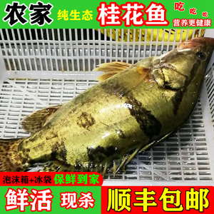 农家生态淡水桂花鱼鲜活现杀新鲜鳜鱼鳌花鱼鱼季花鱼桂花鱼500g