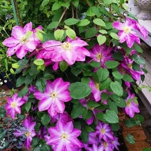 2021万花筒铁线莲爬藤铁线莲花苗盆栽花卉藤本植物重瓣大花丰花小