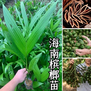 正宗海南槟榔树苗矮化高产优良品种带营养杯带叶亚热带热带水果苗