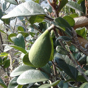 80同款货源艾中王淘宝霹雳果新鲜野生木莲豆腐籽木瓜籽凉粉籽爱玉