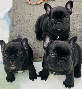 法斗幼犬纯种斗牛犬法牛法国斗牛犬黑色斗牛小型犬家养宠物狗活物