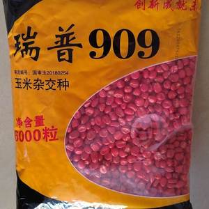 山西三联瑞普909厂家直销高产玉米种子