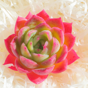 言心 云南直发 黄玫瑰多肉稀有品种盆栽花卉阳台美观粉色玫瑰肉肉