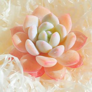 言心 云南直发 玉兔多肉植物花卉小盆栽盆景阳台超萌可爱肉肉