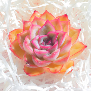 言心云南直发猎户座多肉植物室内花卉植物盆栽肉肉不含盆不含土