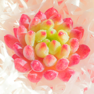 言心 云南直发 烟花多肉植物超萌可爱肉肉植物室内花卉粉色小盆栽