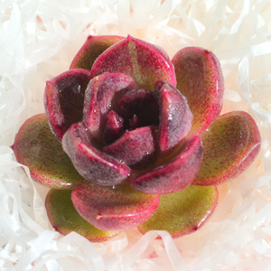 言心 云南直发 黑玫瑰女王稀有品种多肉植物室内盆栽贵货肉肉多肉