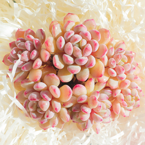 言心 云南直发 珍珠豆多肉植物多头老桩小盆栽盆景阳台防辐射肉肉