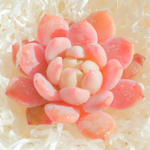 言心 云南直发 洛丽塔多肉植物超萌室内小盆栽稀有品种粉色肉肉