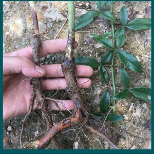 金樱子树苗常绿大苗泡酒野果果苗金婴子花刺梨果树大别山金英子苗