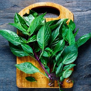 basil 新鲜意大利甜罗勒盆栽 可食用九层塔罗勒叶西餐香料盆栽