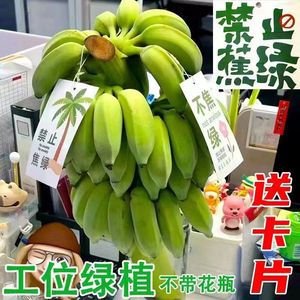 一整株禁止焦虑办公室水培香蕉自然熟可食用新鲜广西小米苹果蕉