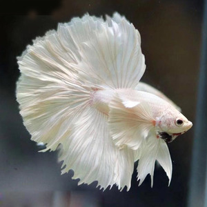 泰国斗鱼活鱼半月