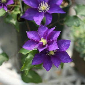 铁线莲新幻紫幸运符昼天使夏尔曼翠鸟庭院花园盆栽爬藤花卉植物