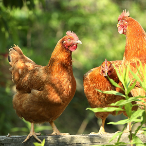 农村散养鸡