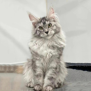 缅因猫幼猫纯种巨型俄罗斯库恩猫活体大体宠物猫挪威森林猫咪幼崽