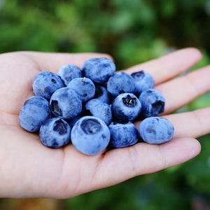 【云南露天山野蓝莓】新鲜高端孕妇水果浆果宝宝辅食老品种绿宝石
