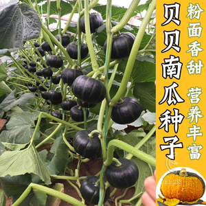 绿贝贝南瓜种子粉糯日本进口板栗迷你小南瓜籽苗高产四季蔬菜种孑
