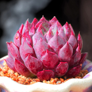 海螺姑娘多肉植物超萌组合盆栽室内花卉客厅高档稀有绿植云南多肉