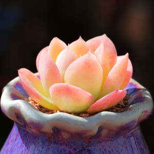 柠檬酸橙多肉植物杂交新品室内花卉盆栽云南稀有超萌老桩多肉贵货