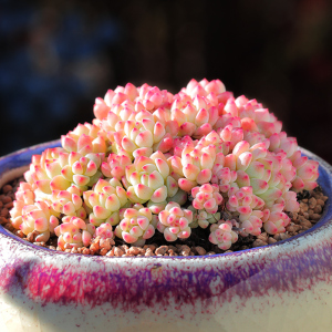 焦糖精灵多肉植物新款室内花卉绿植组合盆栽好养爆盆稀有品种多肉