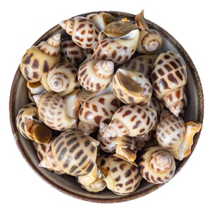新鲜方斑花螺东风螺香螺鲜活冷冻南风螺大旺螺海鲜水产批发袋装