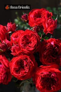 80104人付款淘宝佛罗伦蒂娜月季扦插大小花苗红色牧神迪奥庭院蔷薇