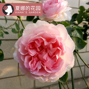 伊芙繁华都市月季花苗大花浓香阳台庭院盆栽四季开花强芍药香粉色